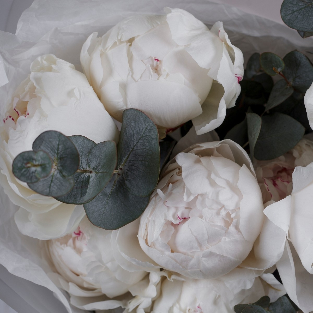 belye piony 15 sht 2